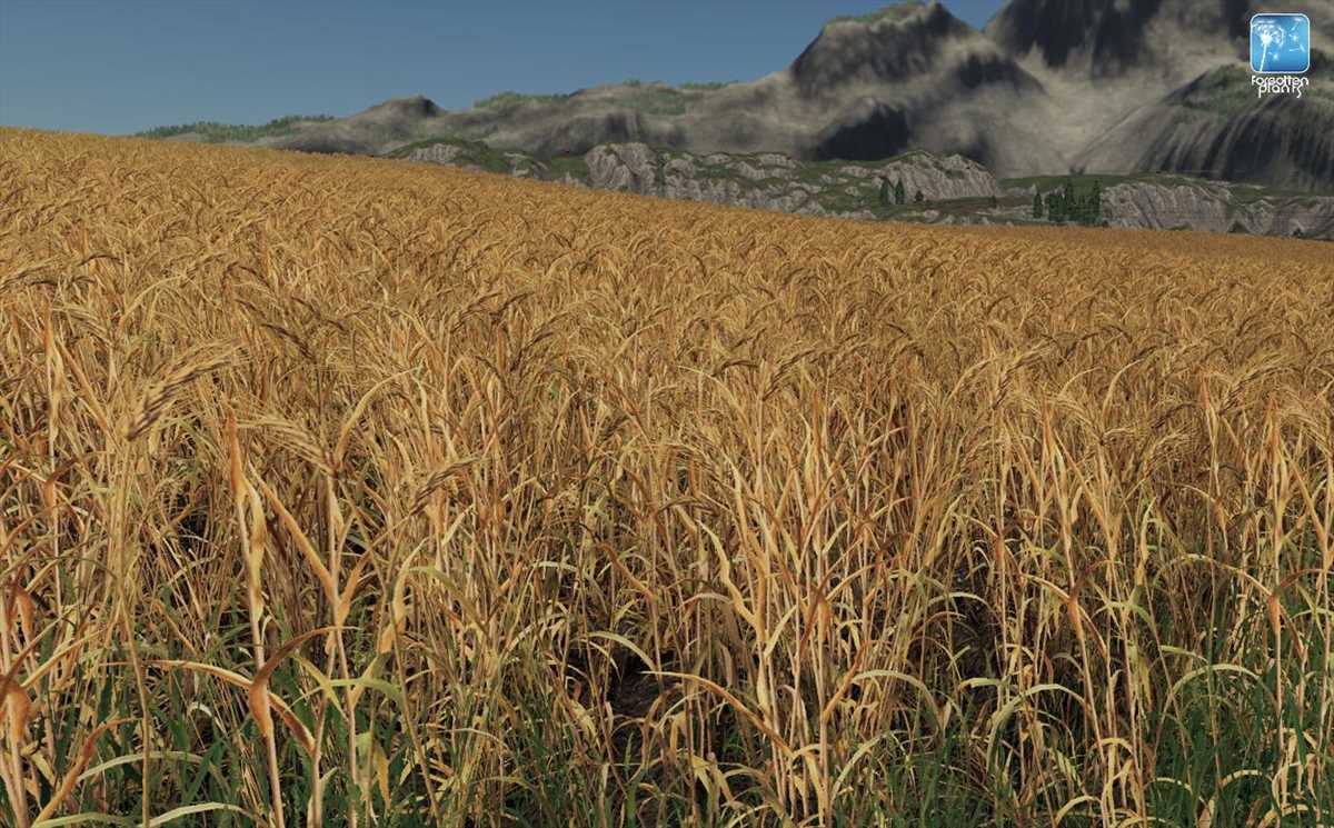 LS19,Maps & Gebäude,Texturen,,Forgotten Plants - Wheat / Barley
